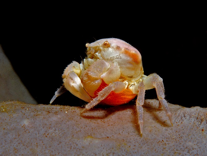 11 Barreltube Crab.jpg